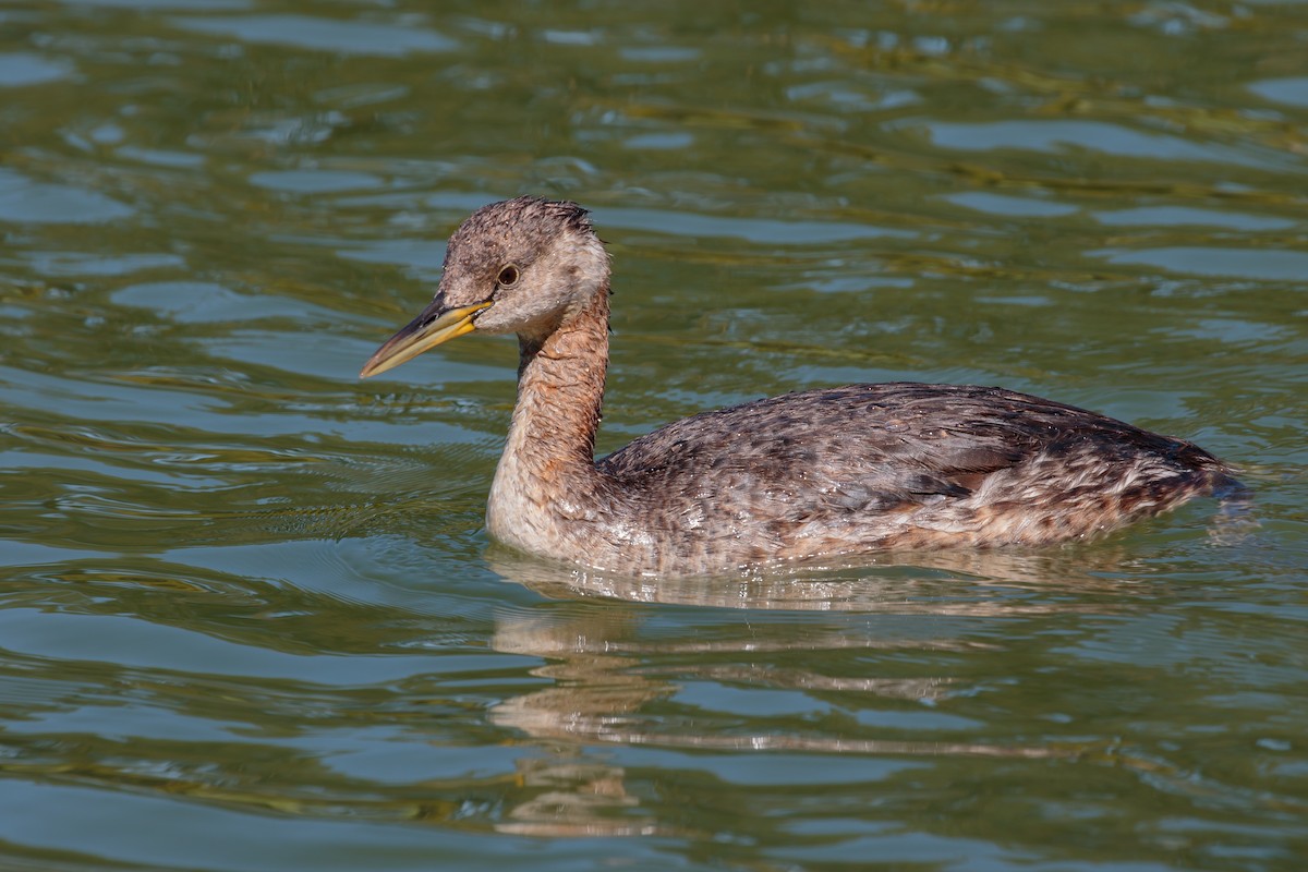 Red-necked Grebe - Martin  Flack