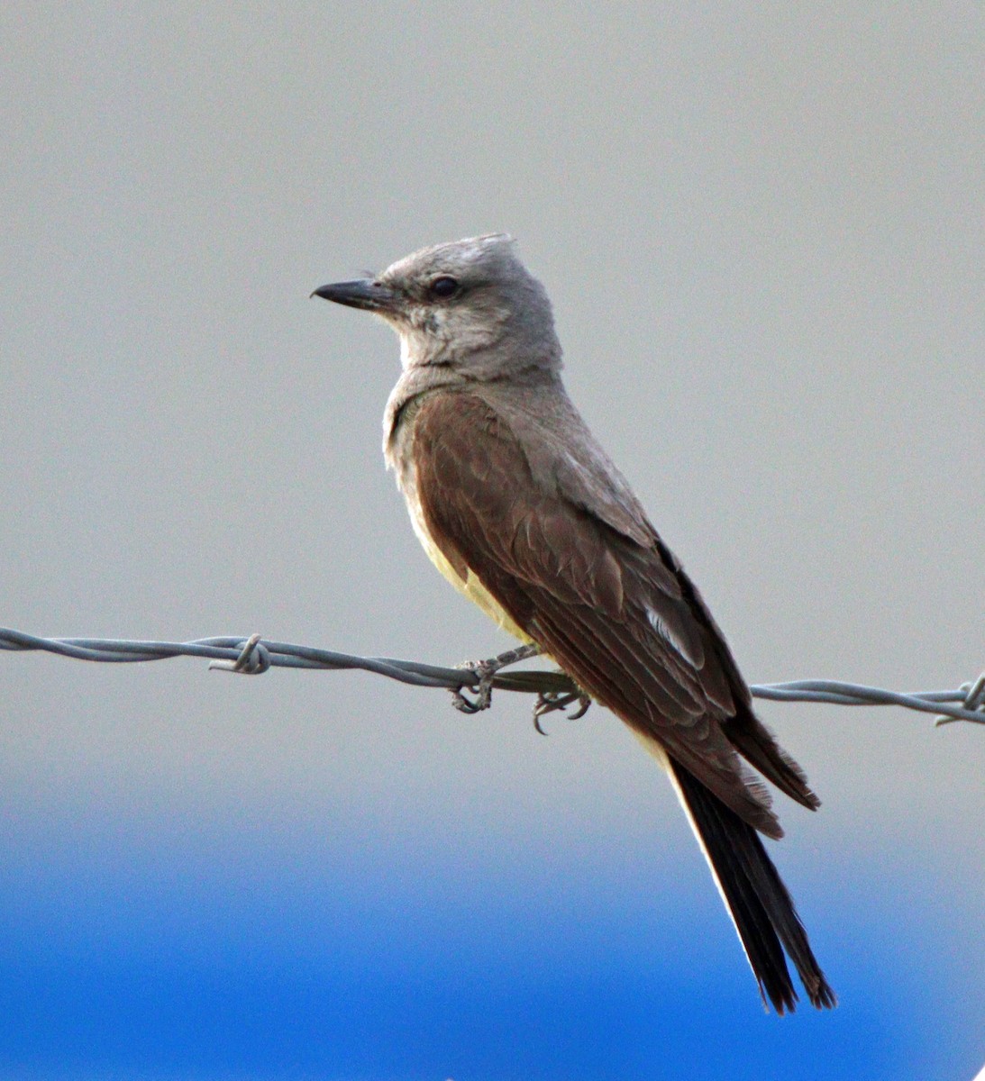 Western Kingbird - Gerald Teig