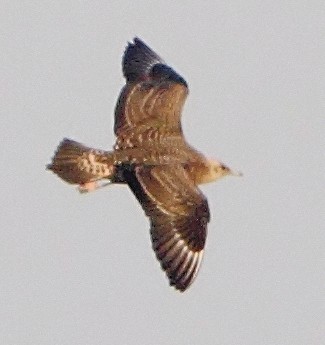 Parasitic Jaeger - ML39276171