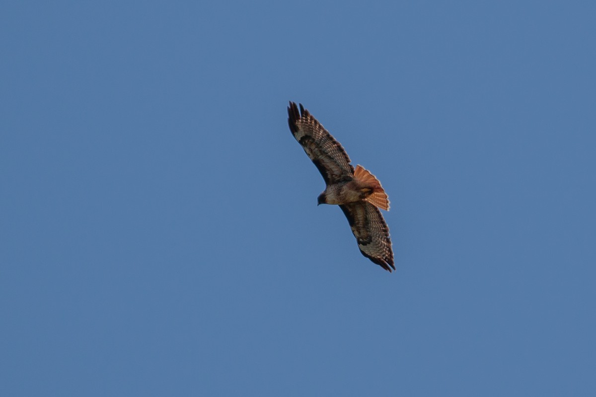 Red-tailed Hawk - ML392761861