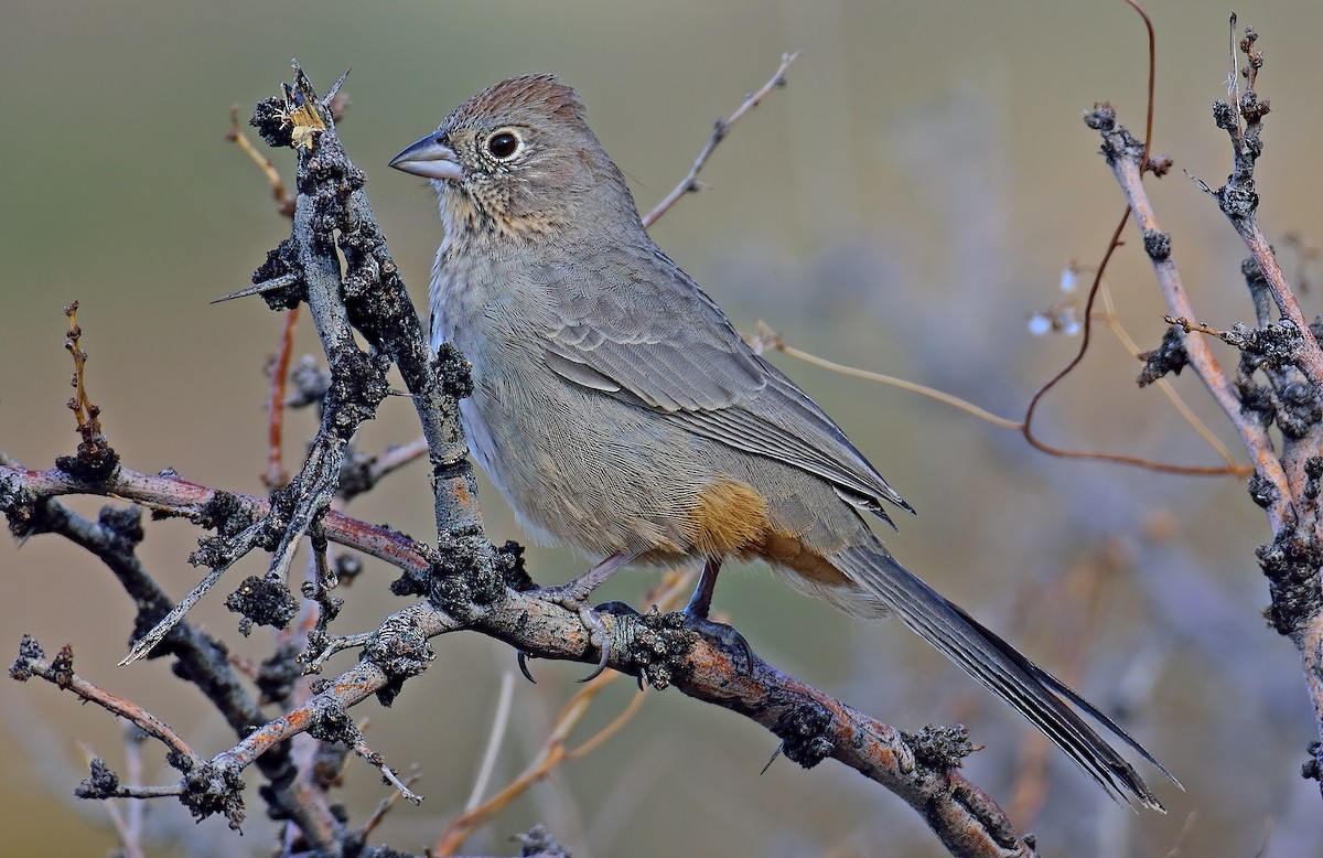 Canyon Towhee - ML392762511