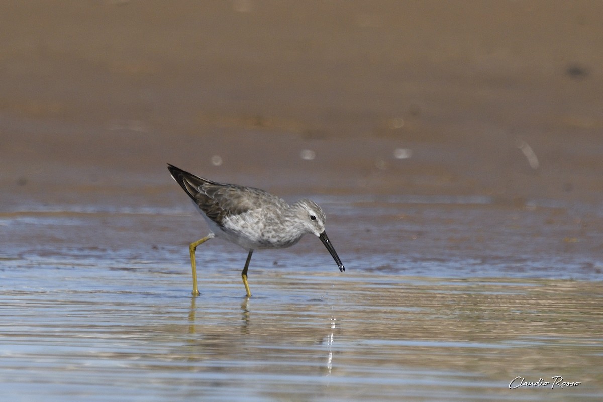 Stilt Sandpiper - ML392765851