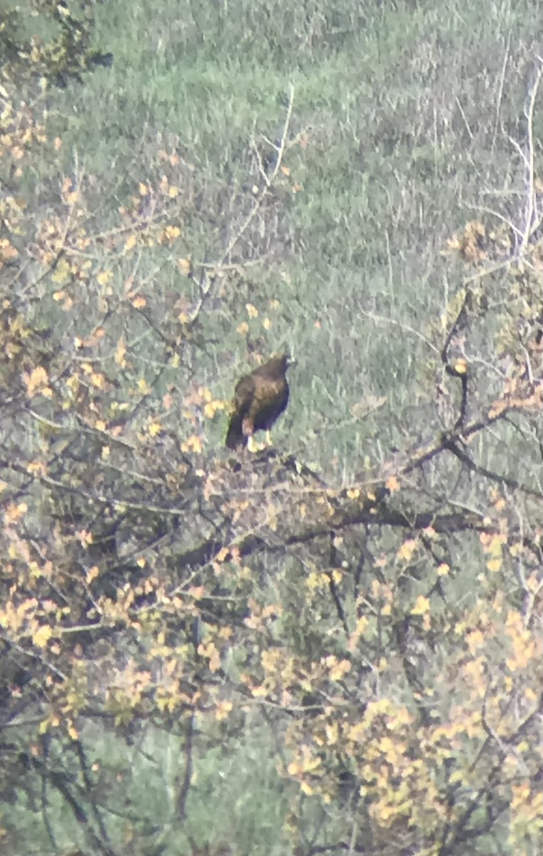 Red-tailed Hawk - ML392766471