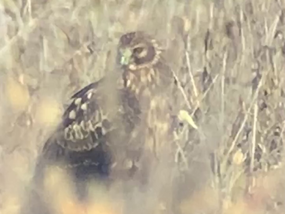 Northern Harrier - ML392767621