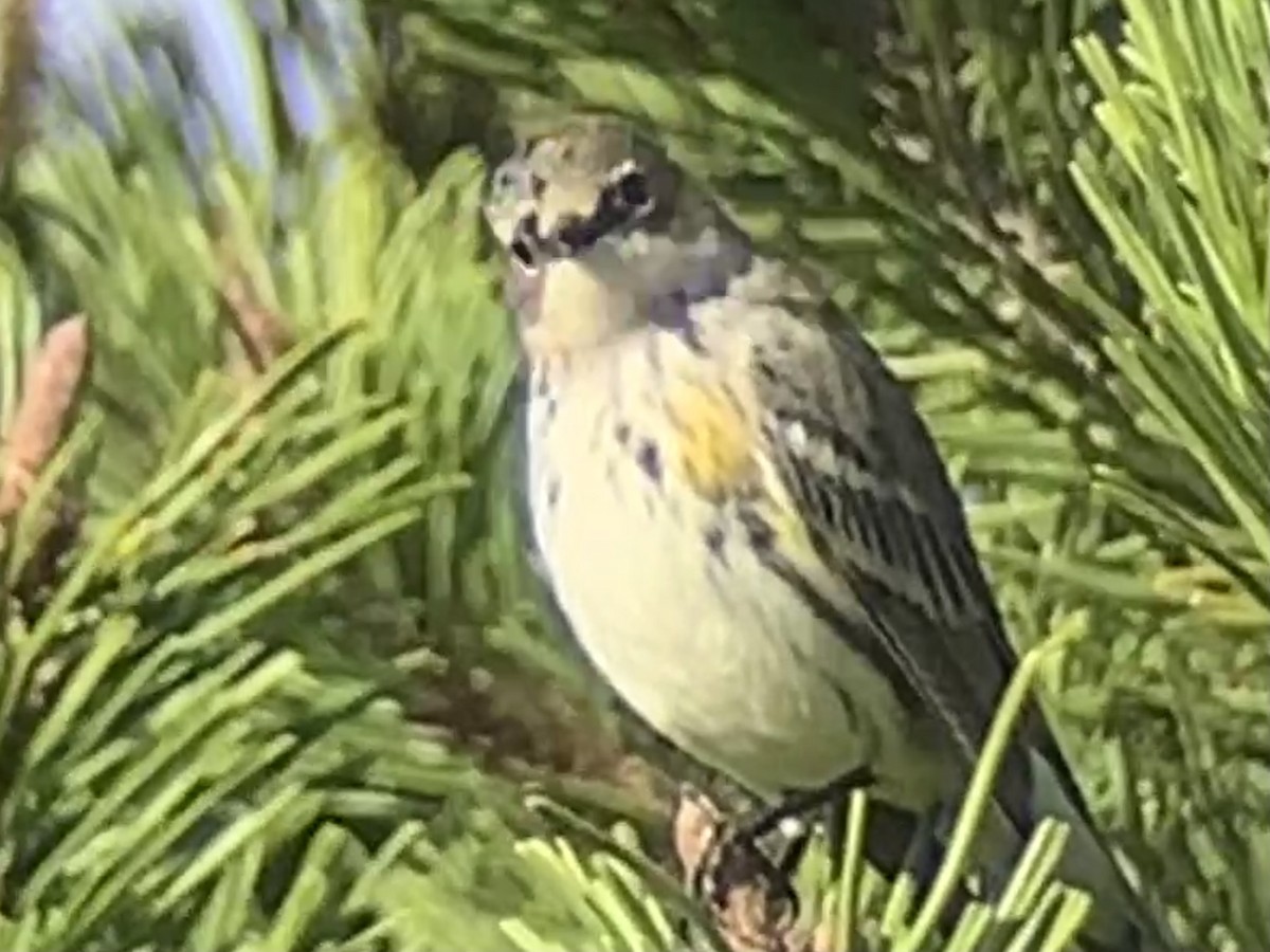 Yellow-rumped Warbler - ML392767861