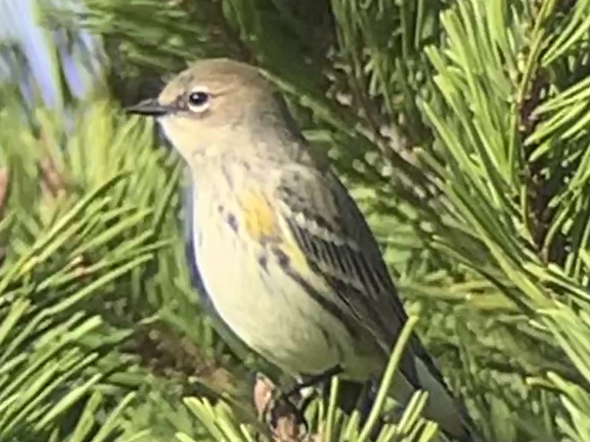 Yellow-rumped Warbler - ML392767871