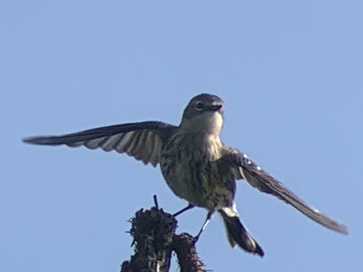 Yellow-rumped Warbler - ML392767891