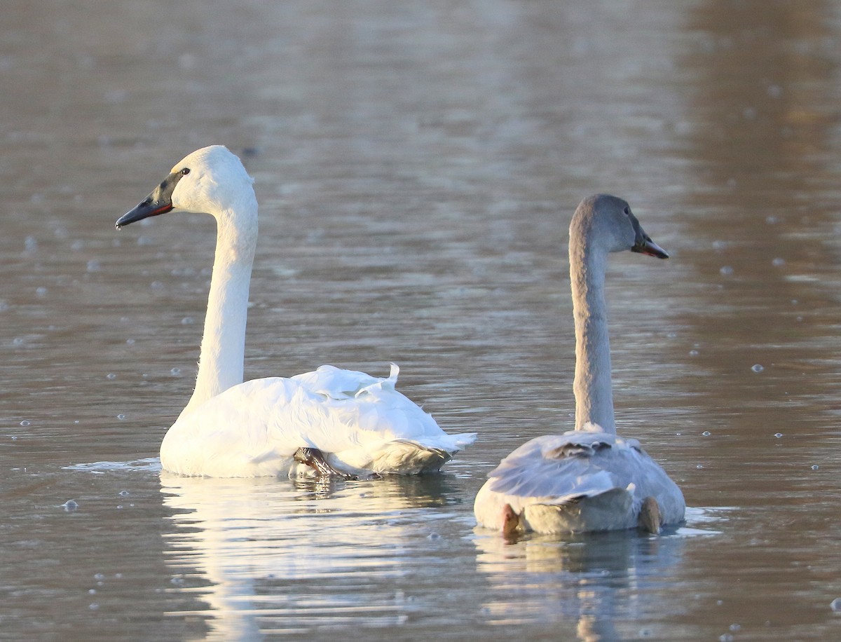 Trumpeter Swan - ML392769641