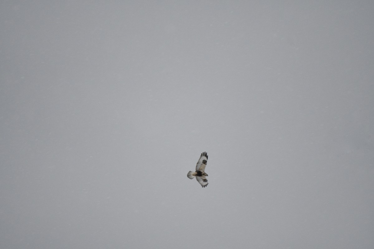 Rough-legged Hawk - Monica Siebert