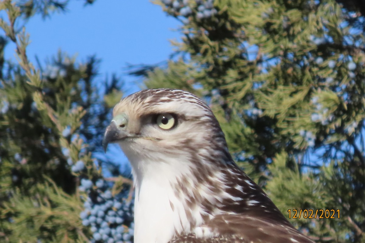 Red-tailed Hawk - ML392770451