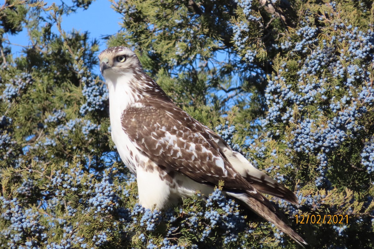 Red-tailed Hawk - ML392770541