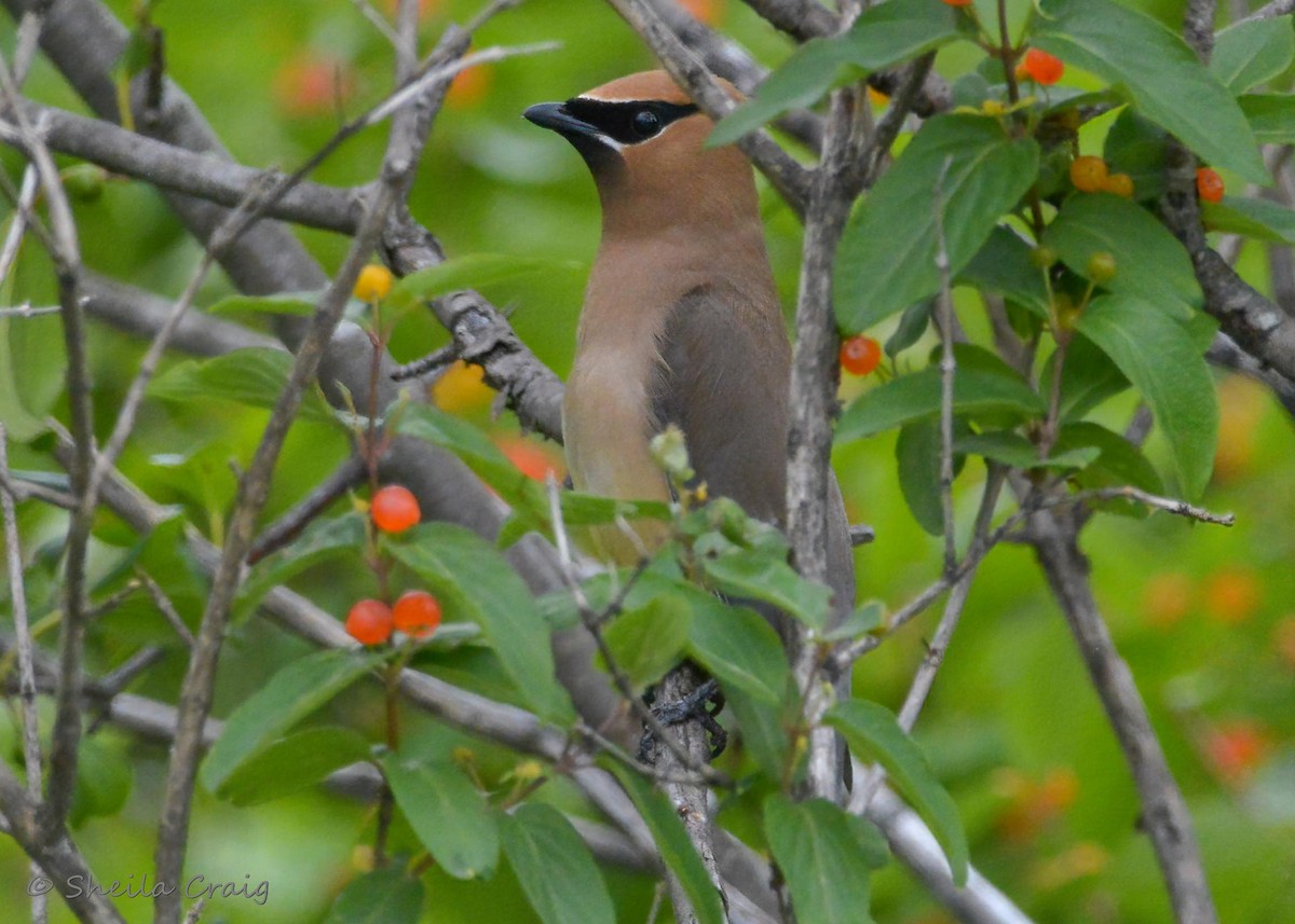 Cedar Waxwing - ML392771121