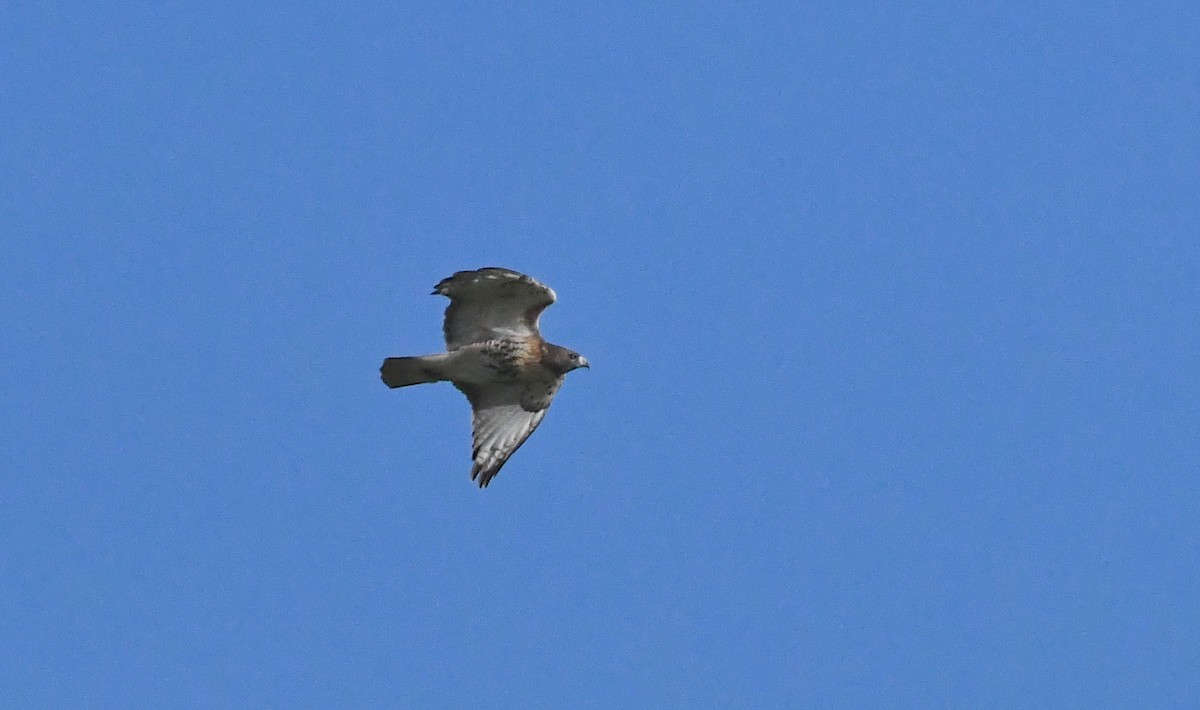 Red-tailed Hawk - ML392771821