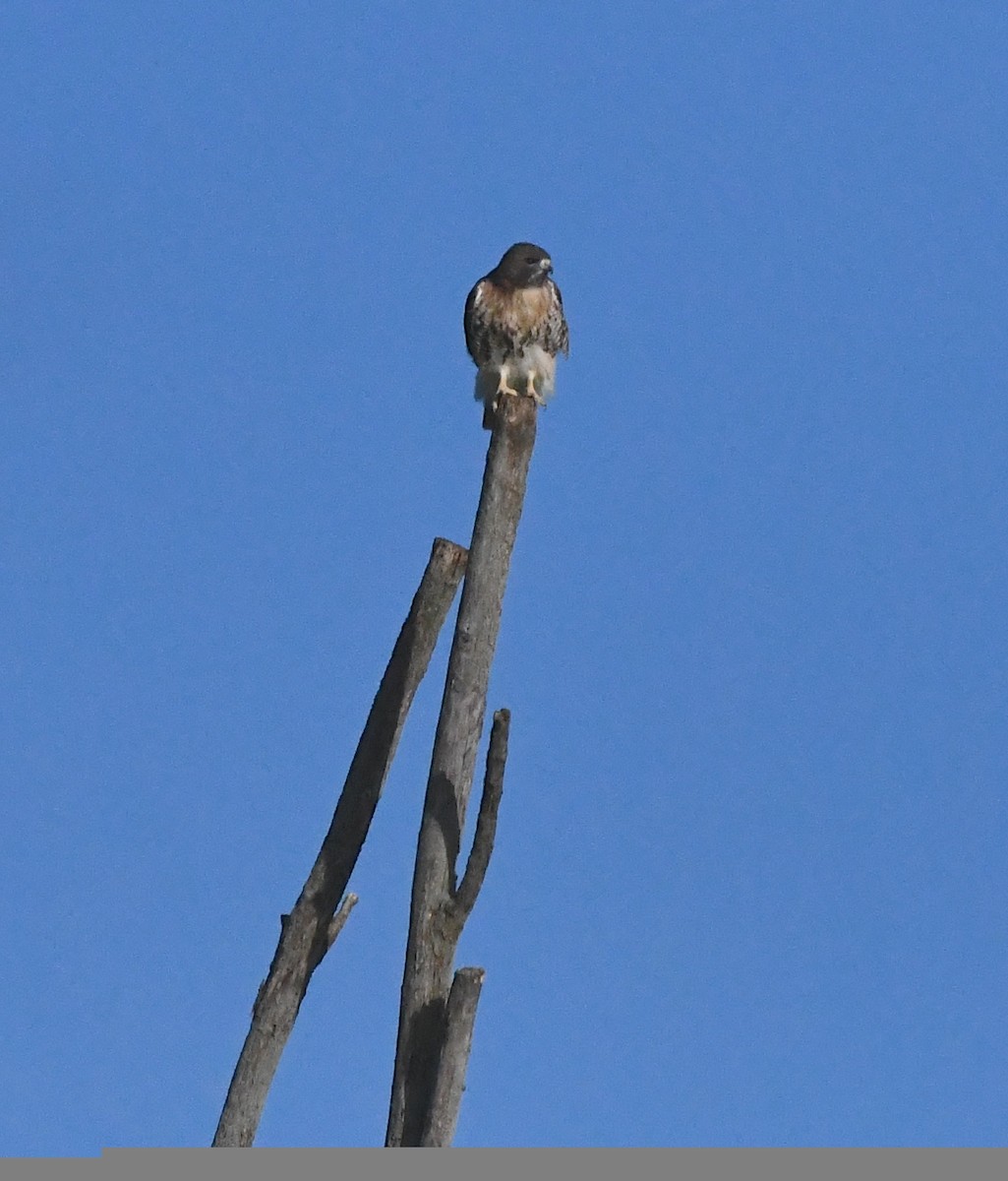 Red-tailed Hawk - ML392771831