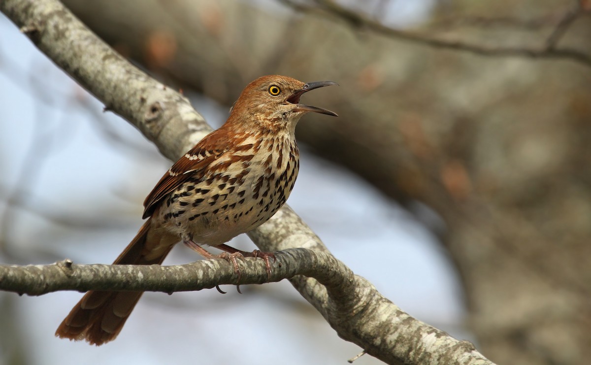 Brown Thrasher - Ryan Schain