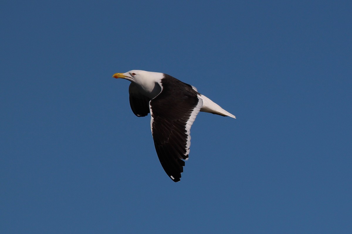 Kelp Gull - ML392776111