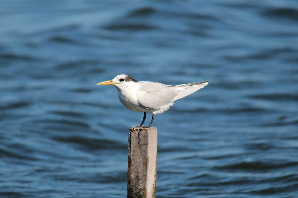 Sandwich Tern - José Dionísio JDionísio