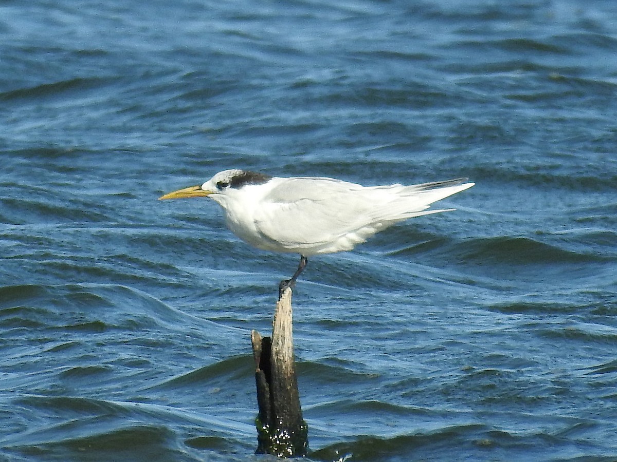 Sandwich Tern - ML392776351