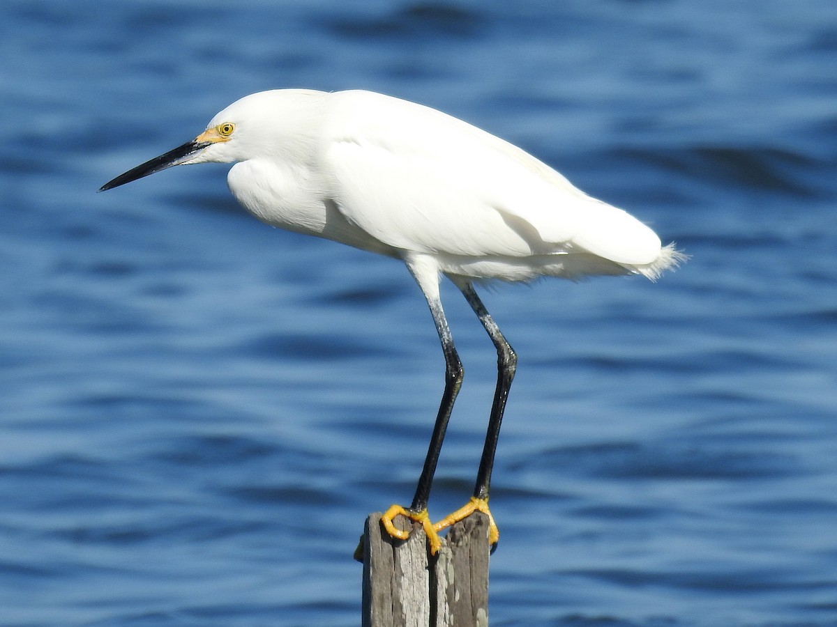 Snowy Egret - ML392776471