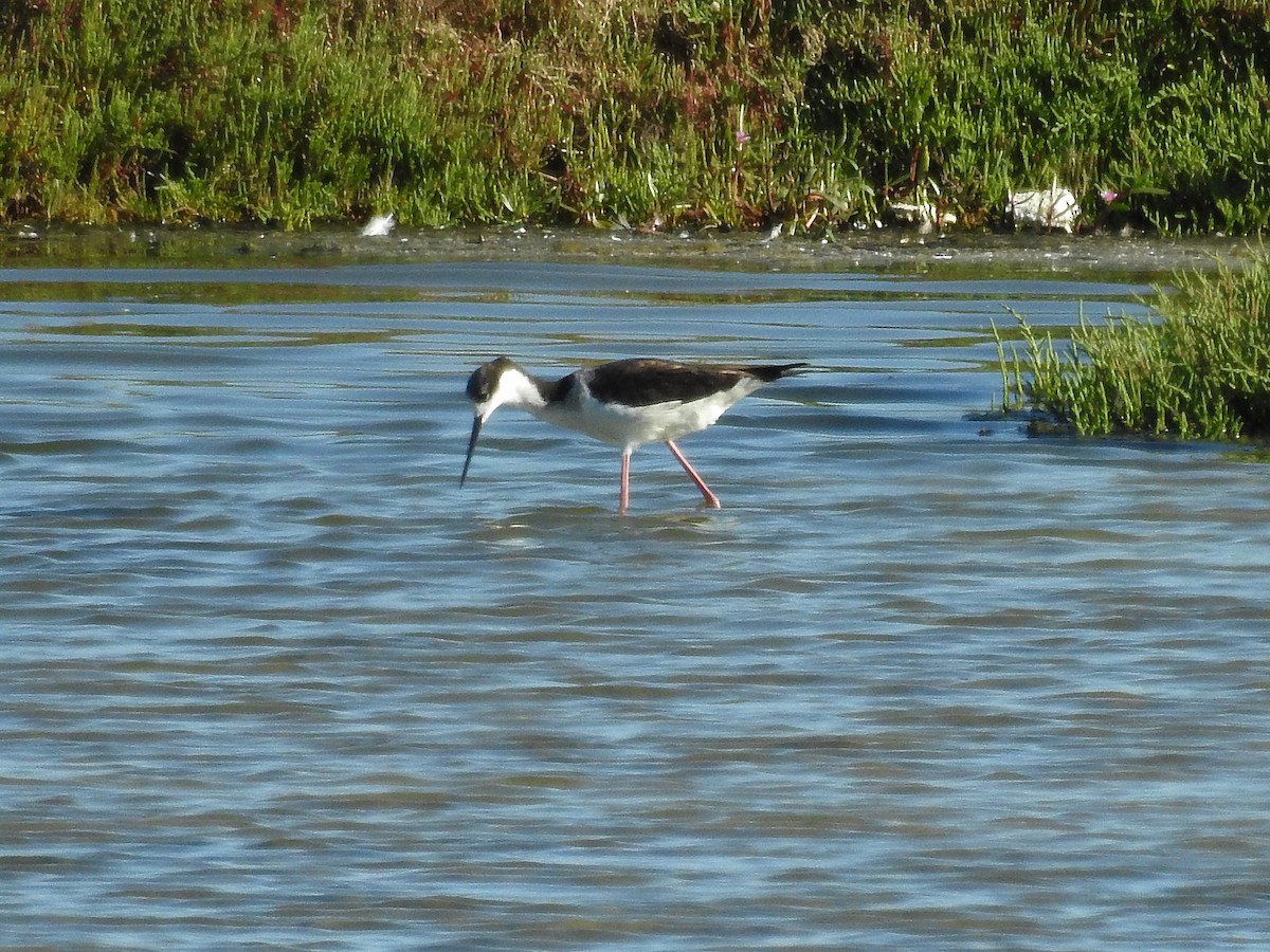 Black-necked Stilt (White-backed) - José Dionísio JDionísio