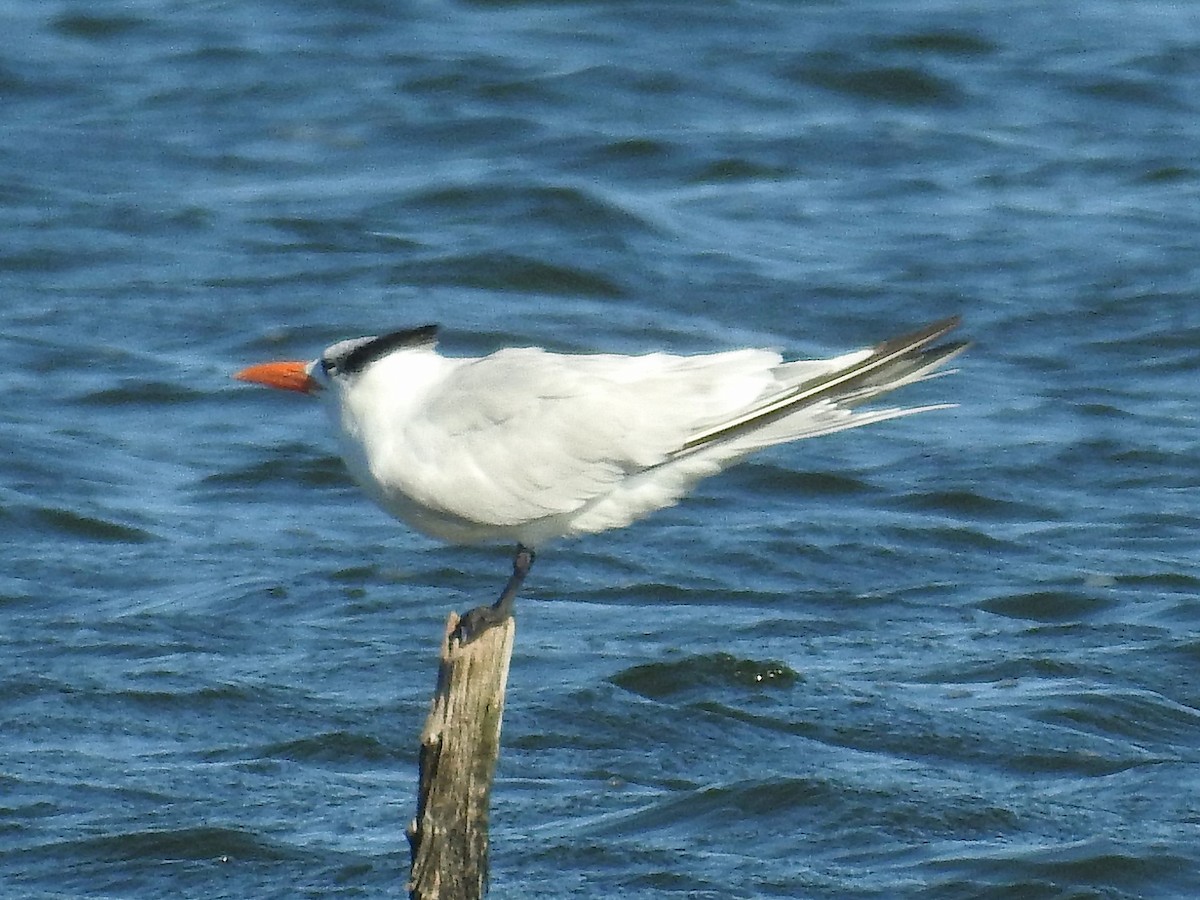 Royal Tern - ML392777041