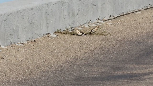 Snow Bunting - ML392780151