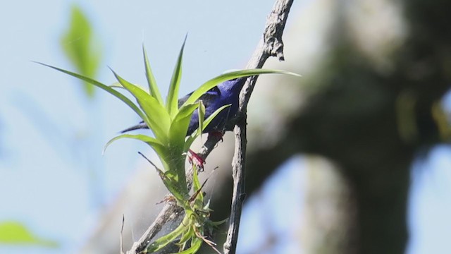 Red-legged Honeycreeper - ML392783091