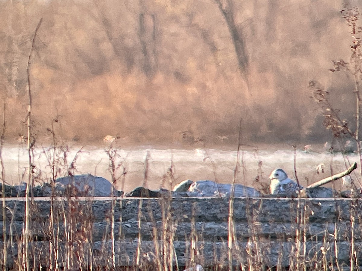 Snowy Owl - ML392783291