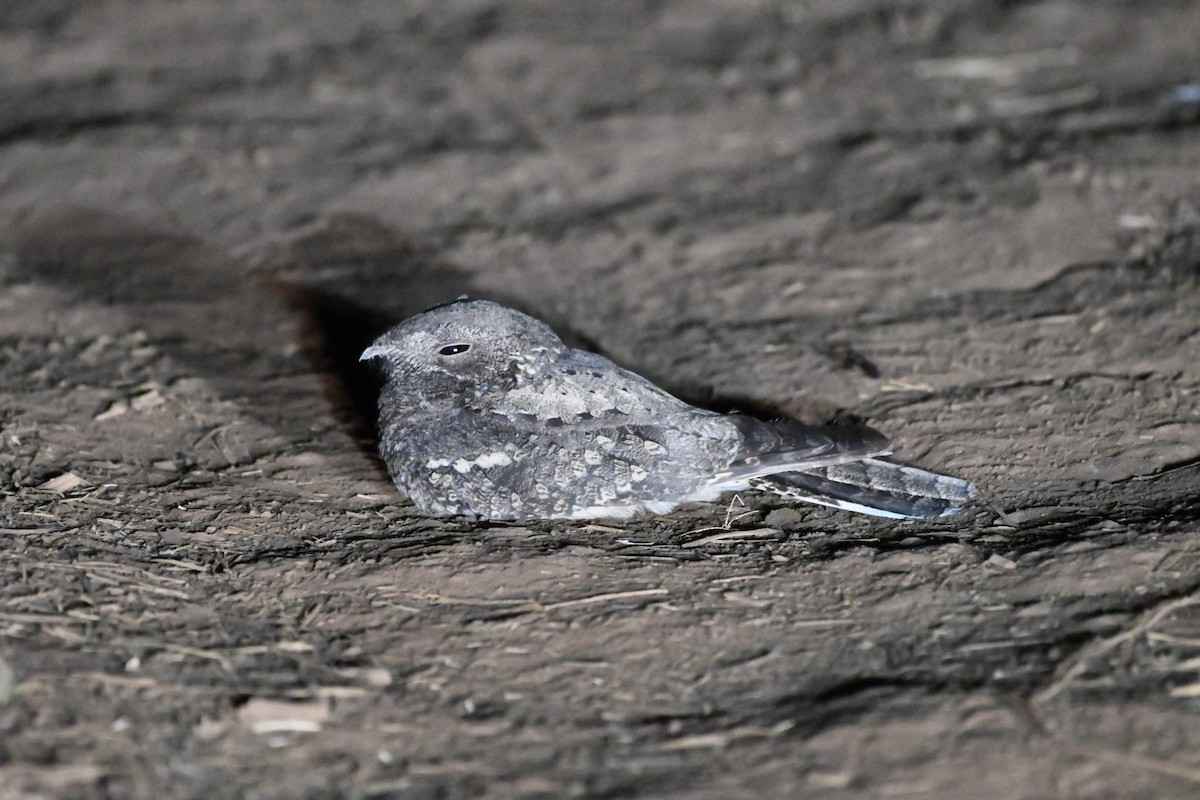 Plain Nightjar - ML392783861