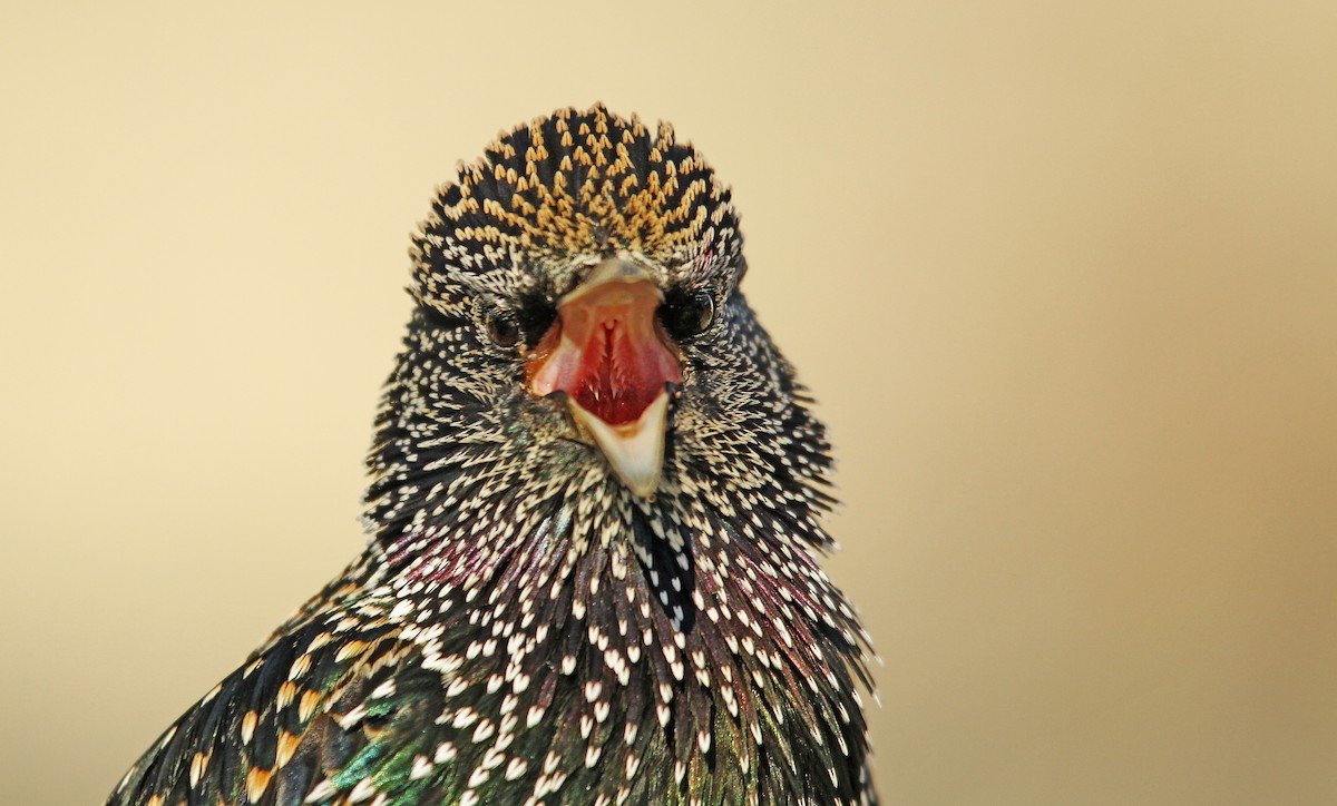 European Starling - ML39278491