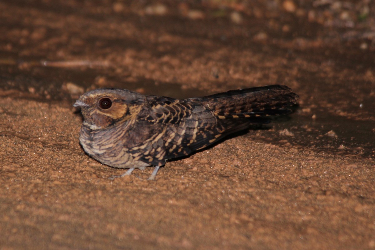 Common Pauraque - José Dionísio JDionísio