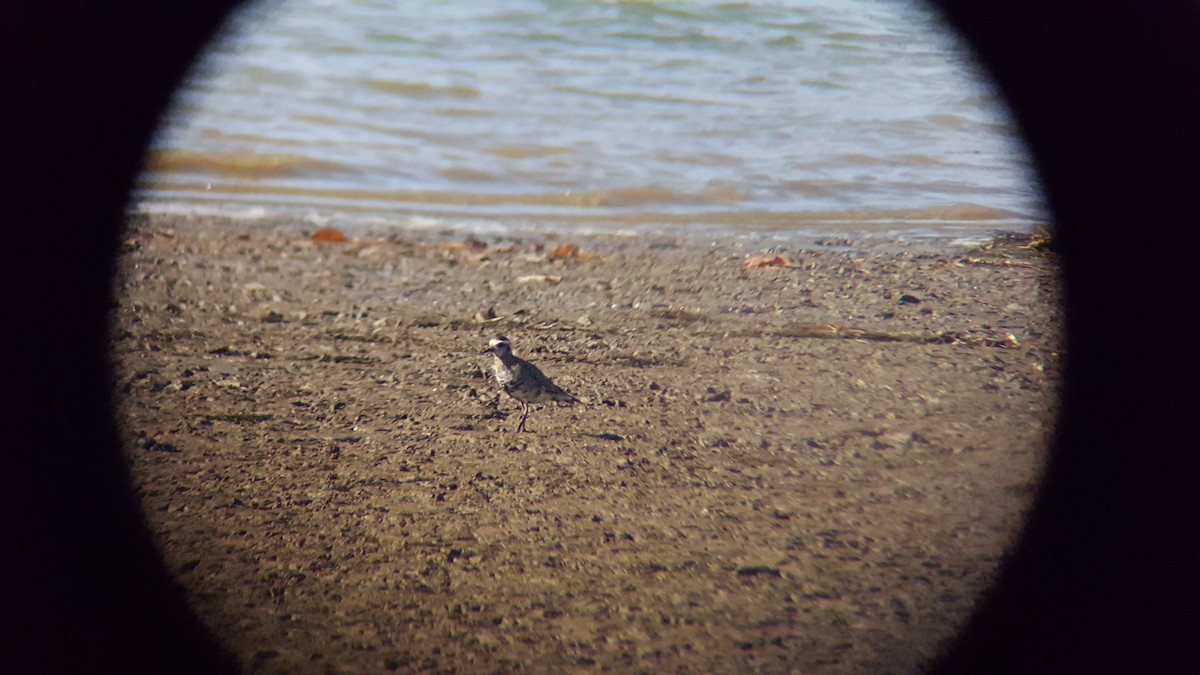 American Golden-Plover - ML392786501