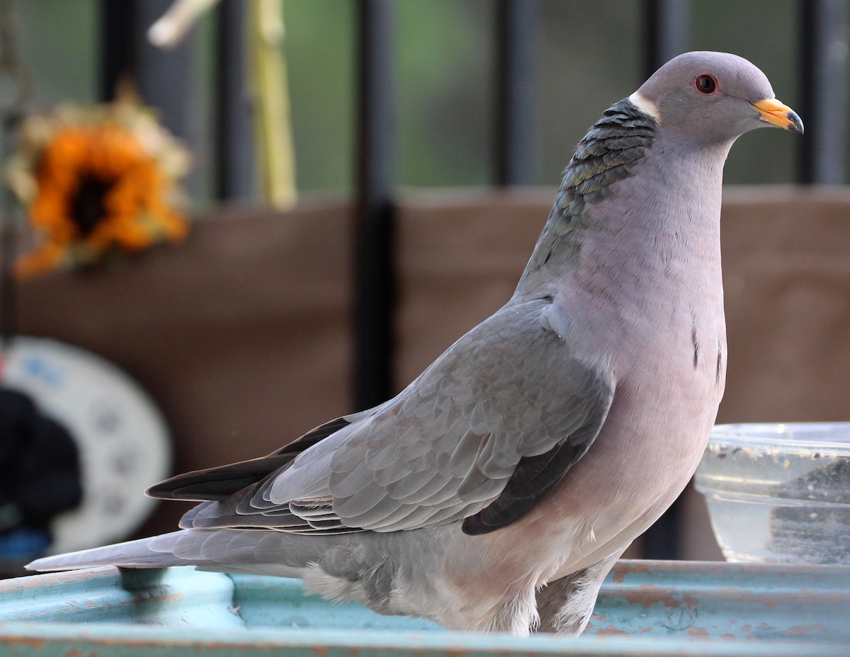 Pigeon à queue barrée - ML39278651