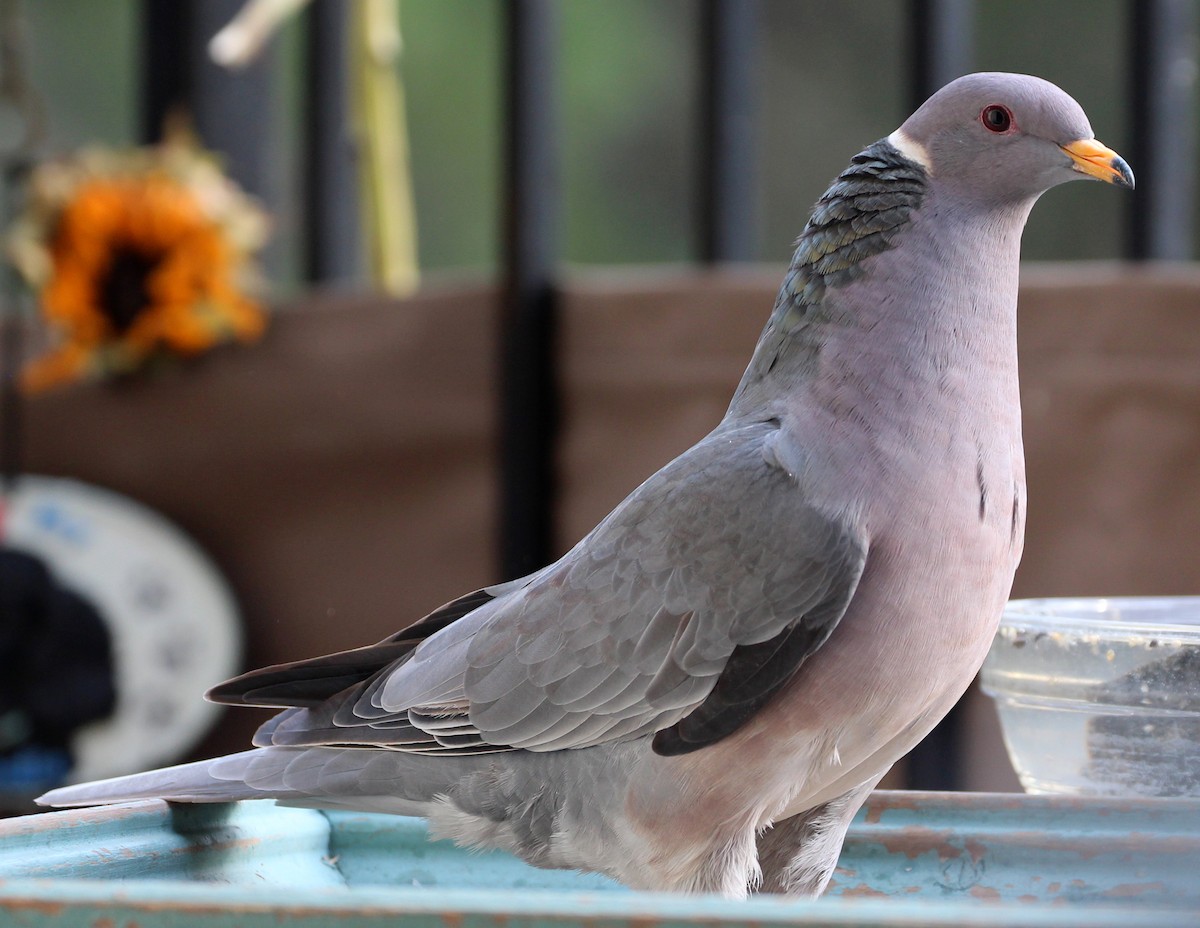 Band-tailed Pigeon - ML39278651