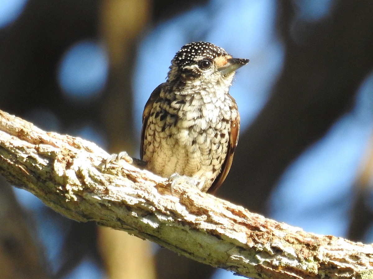 White-wedged Piculet - ML392786851