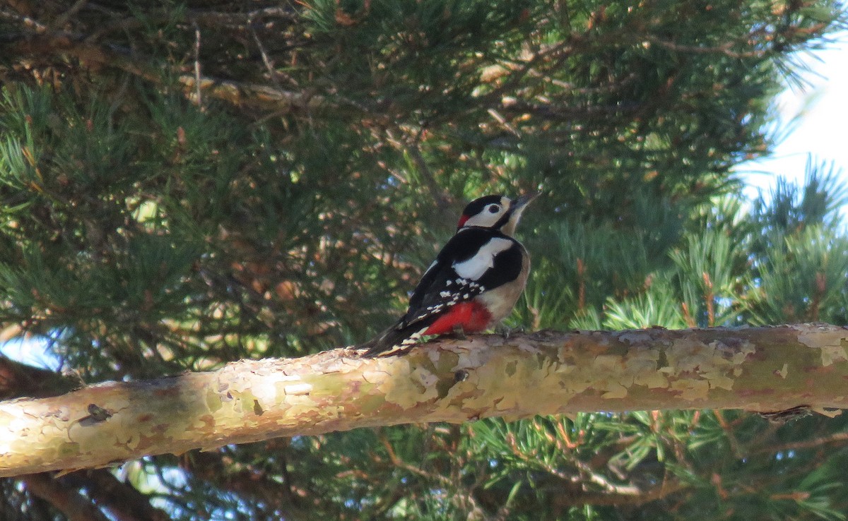Great Spotted Woodpecker - ML392787411