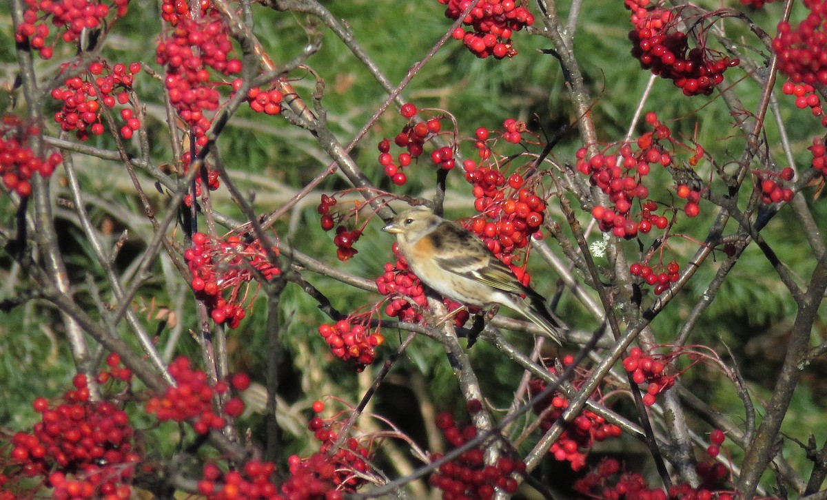 Brambling - ML392787461