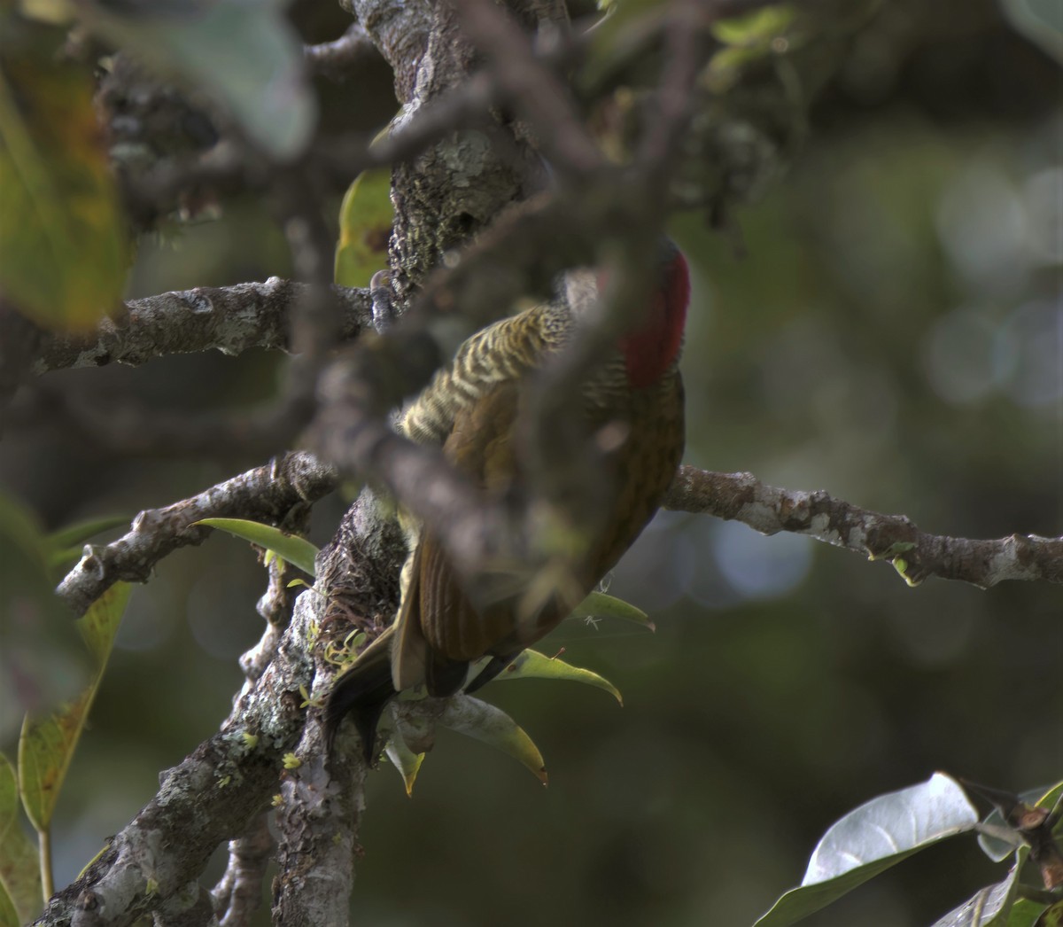 Golden-olive Woodpecker - Sue Riffe