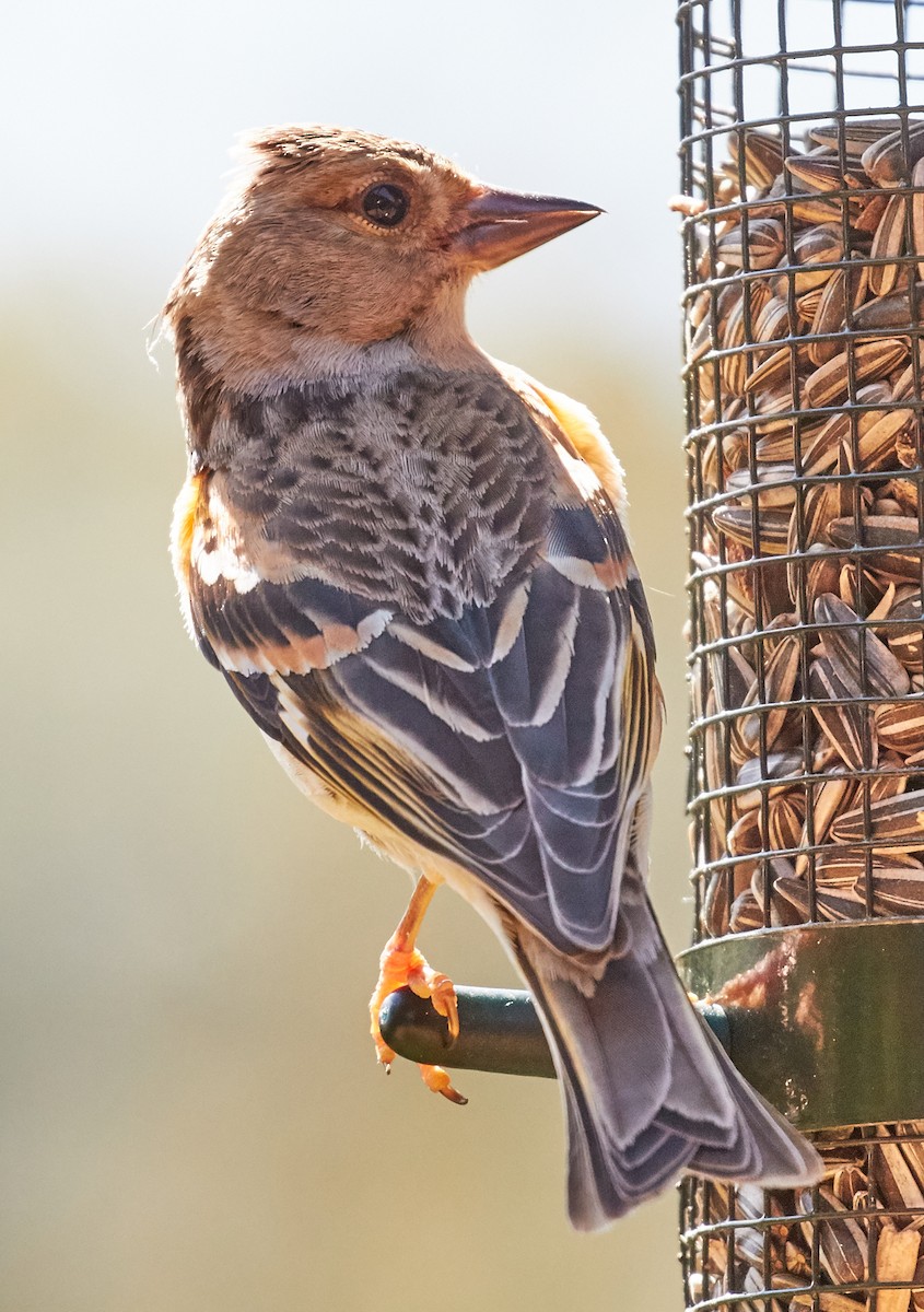 Brambling - Brooke Miller