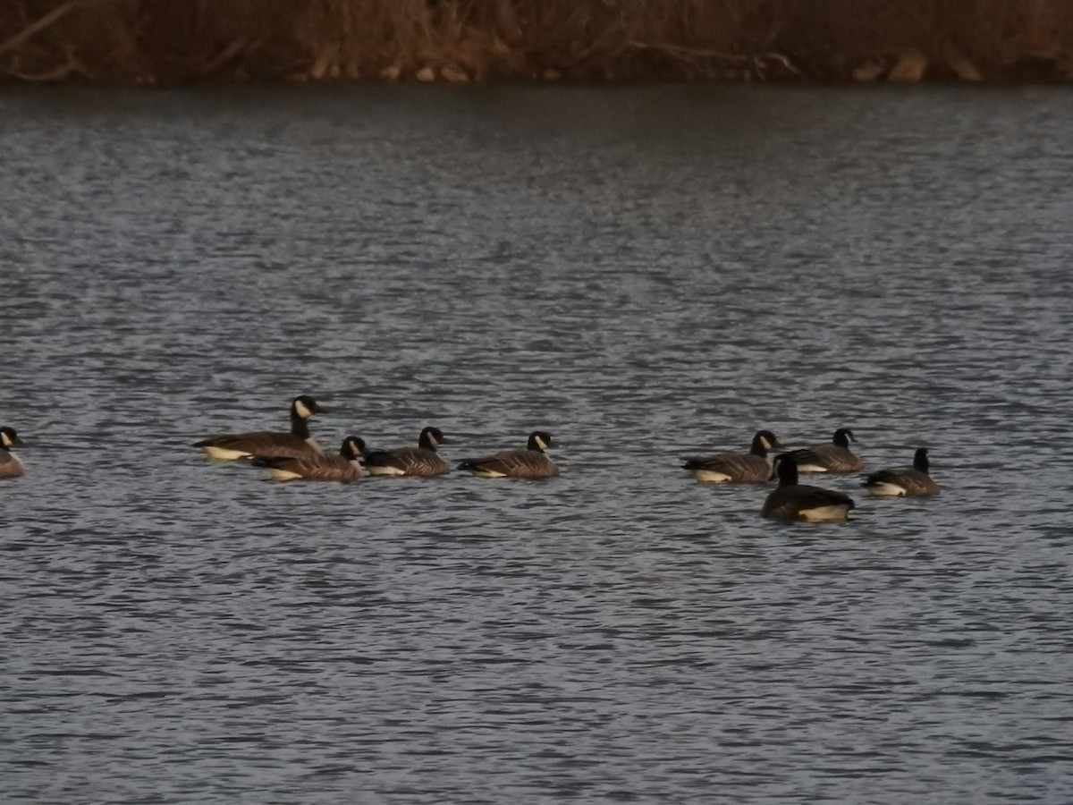 Cackling Goose - ML392791061