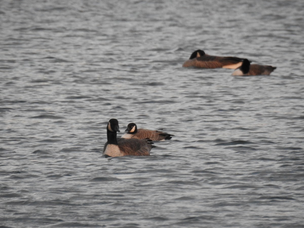 Cackling Goose - ML392791071