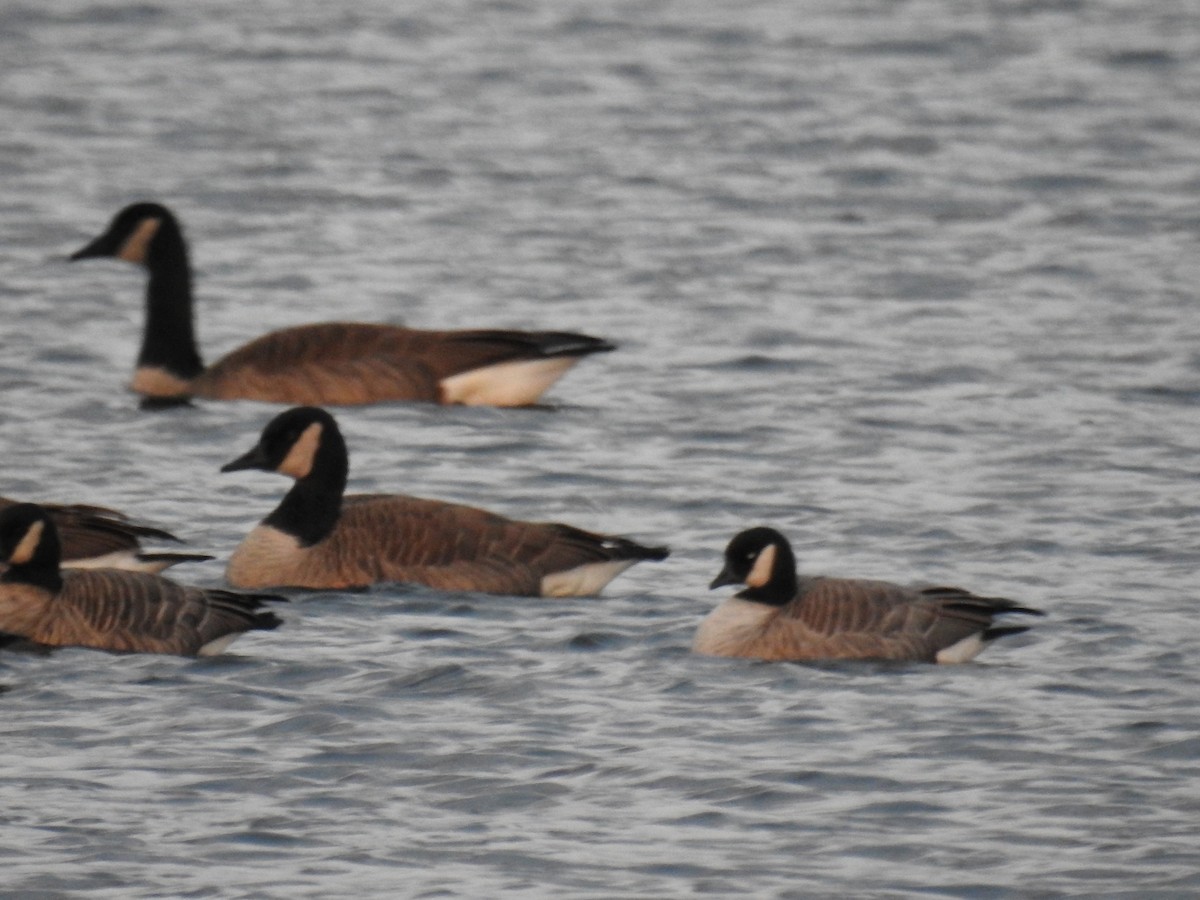 Cackling Goose - ML392791081