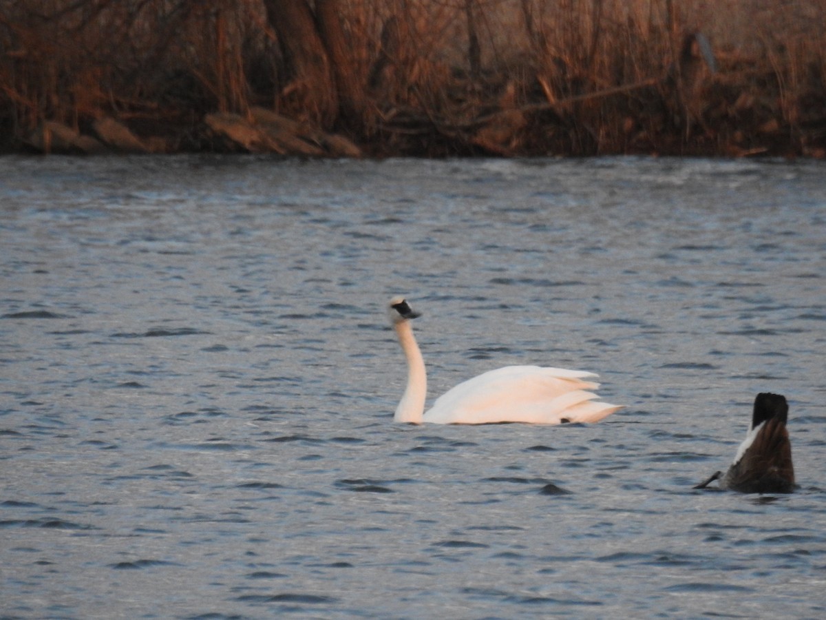Trumpeter Swan - ML392791171