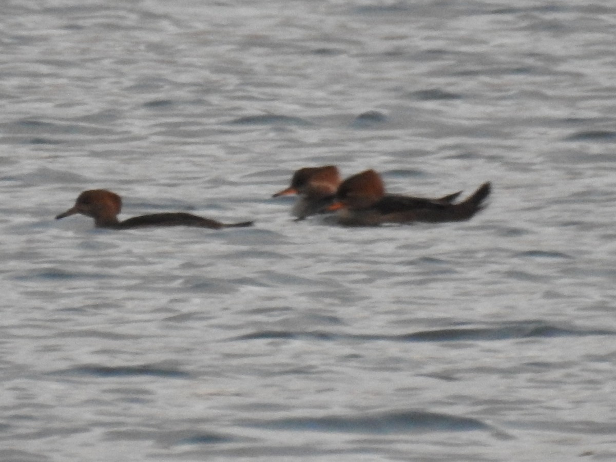 Hooded Merganser - ML392791181