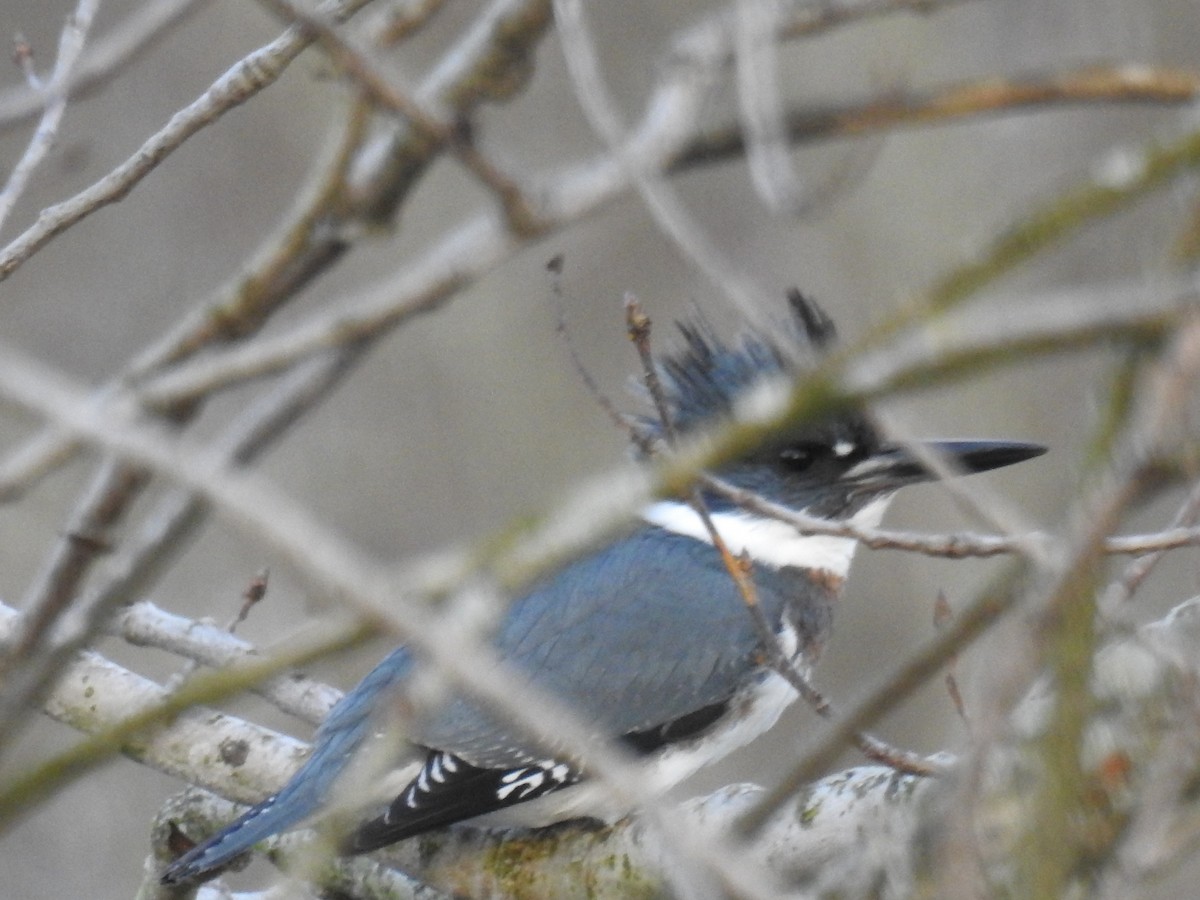 Belted Kingfisher - ML392791211