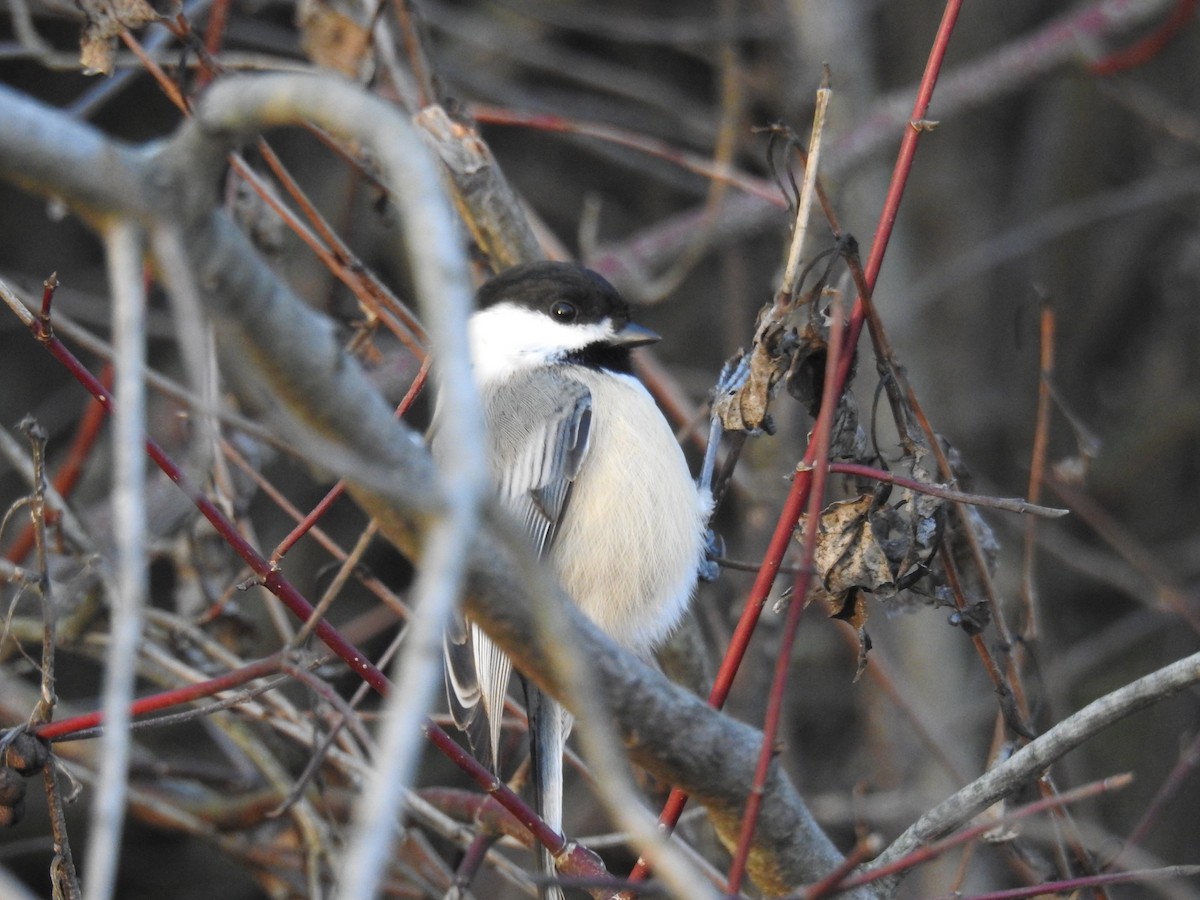 Black-capped Chickadee - ML392791231