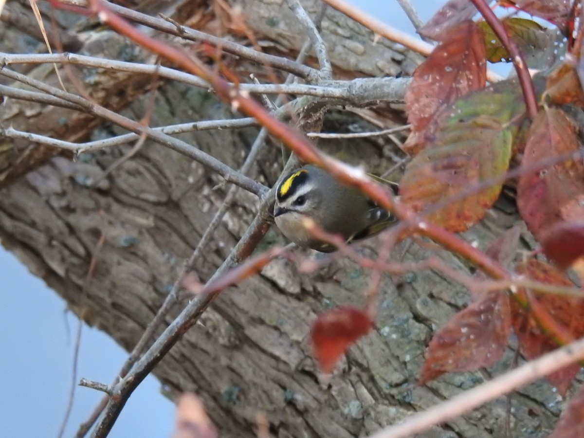 Golden-crowned Kinglet - ML392791241