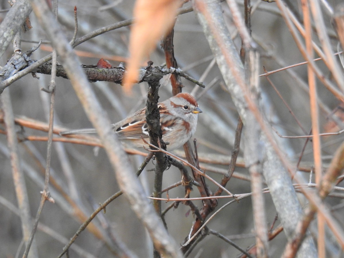 American Tree Sparrow - ML392791351