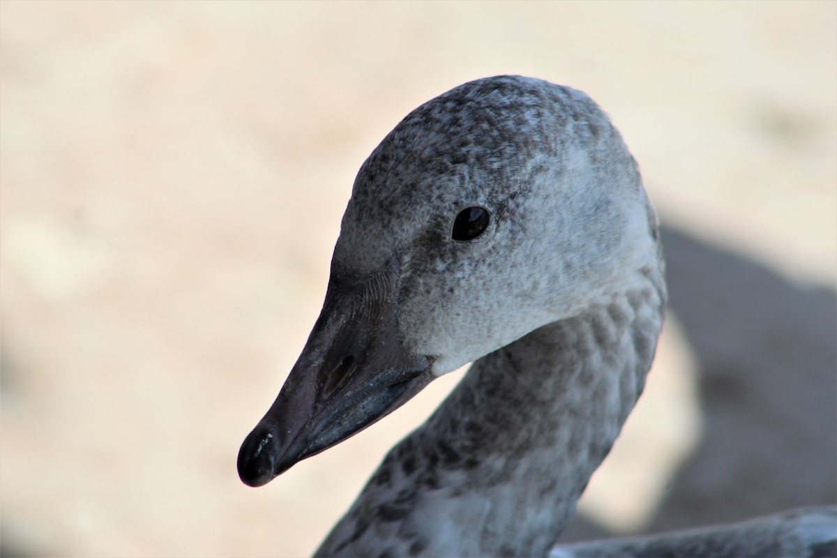 Snow Goose - ML392791551