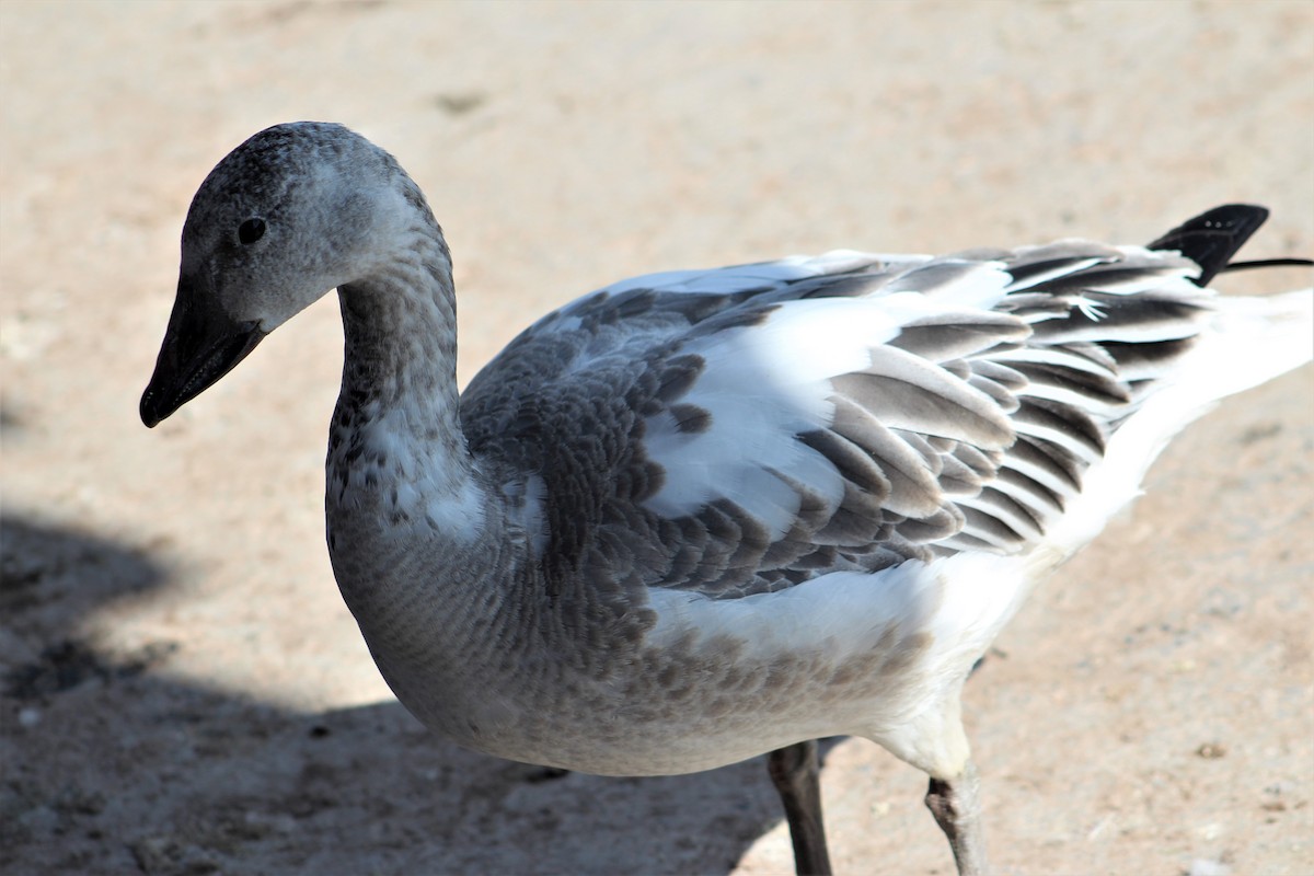 Snow Goose - Rocío Reybal 🐦